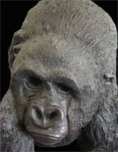 Gorilla Kopf