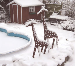 Giraffen im Schnee