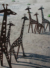 Giraffenherde
